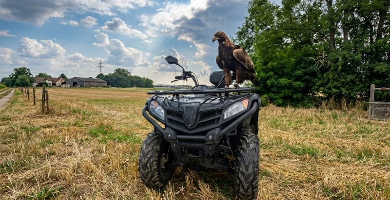 Escursione in quad e falconeria