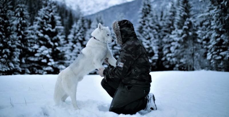 Escursione Sleddog