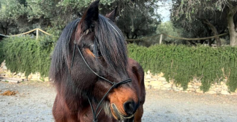 Giro in sella con cavalli e pony