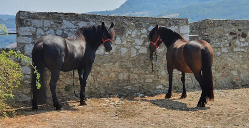 Passeggiata a cavallo per bambini