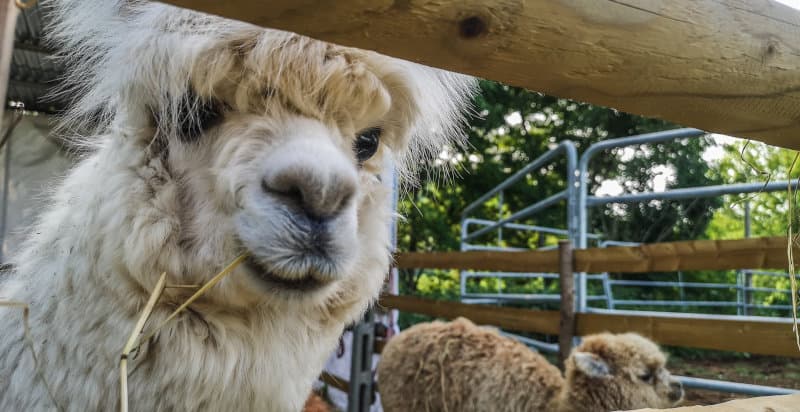 Passeggiata con alpaca