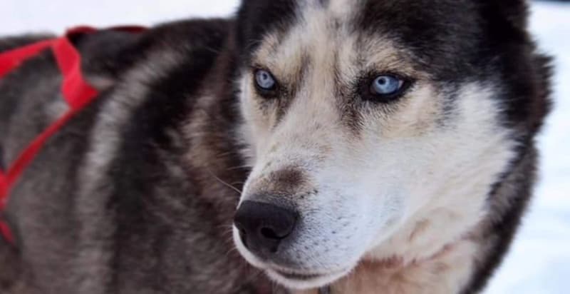 Pernottamento in Agritur con escursione Sleddog