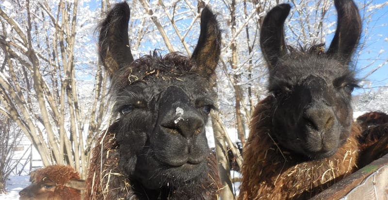 Trekking con alpaca oppure lama